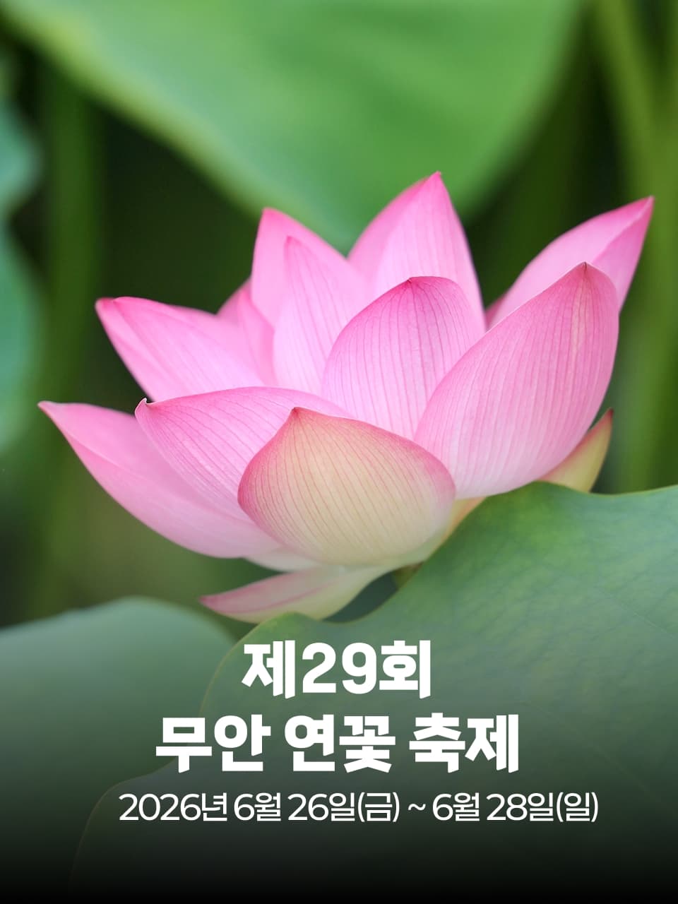 제29회 무안 연꽃 축제